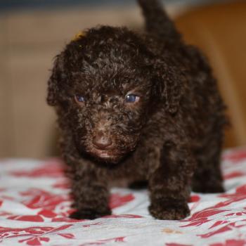 chiot Caniche Chocolat Berta Elevage zadatis  caniche , teckel