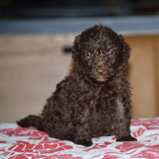 chiot Caniche Chocolat Berta Elevage zadatis  caniche , teckel
