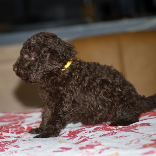 chiot Caniche Chocolat Berta Elevage zadatis  caniche , teckel