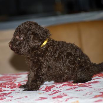 chiot Caniche Chocolat Berta Elevage zadatis  caniche , teckel
