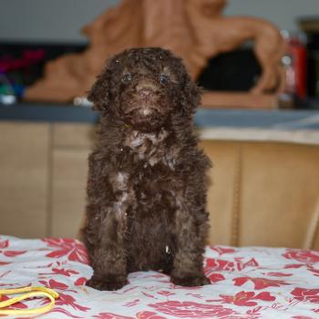chiot Caniche Chocolat Berta col jaune Elevage zadatis  caniche , teckel