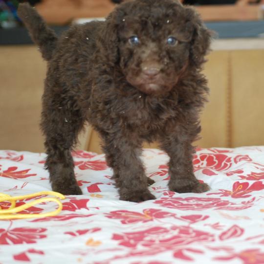 chiot Caniche Chocolat Berta col jaune Elevage zadatis  caniche , teckel