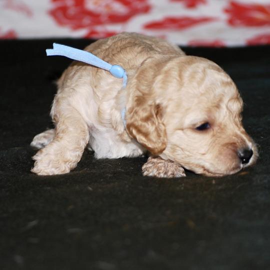 chiot Caniche Champagne Buzard col bleu clair Elevage zadatis  caniche , teckel