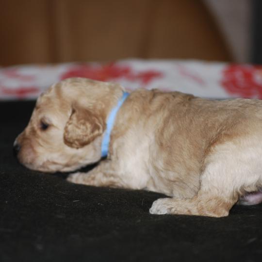 chiot Caniche Champagne Buzard col bleu clair Elevage zadatis  caniche , teckel