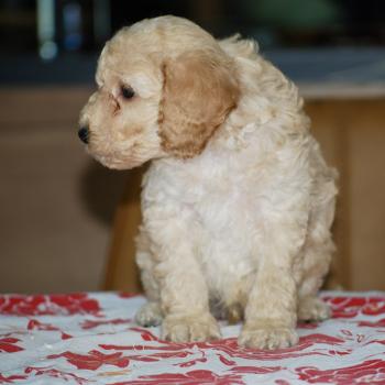 chiot Caniche Champagne Buzard col bleu clair Elevage zadatis  caniche , teckel