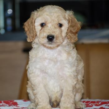 chiot Caniche Champagne Buzard col bleu clair Elevage zadatis  caniche , teckel