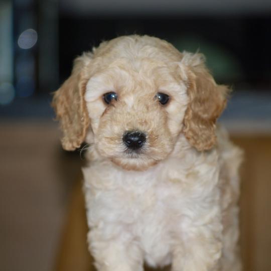 chiot Caniche Champagne Buzard col bleu clair Elevage zadatis  caniche , teckel