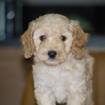 chiot Caniche Champagne Buzard col bleu clair Elevage zadatis  caniche , teckel