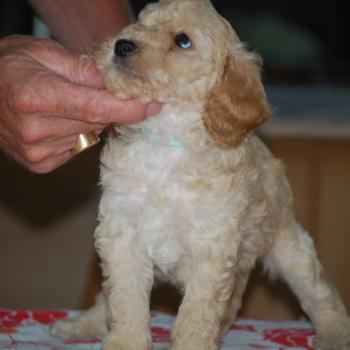 chiot Caniche Champagne Buzard col bleu clair Elevage zadatis  caniche , teckel