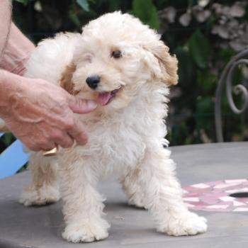chiot Caniche Champagne Buzz col bleu clair Elevage zadatis  caniche , teckel