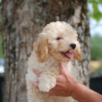 chiot Caniche Champagne Buzz col bleu clair Elevage zadatis  caniche , teckel