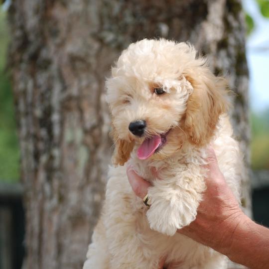 chiot Caniche Champagne Buzz col bleu clair Elevage zadatis  caniche , teckel