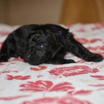 chiot Caniche Noire Byzz col mauve Elevage zadatis  caniche , teckel
