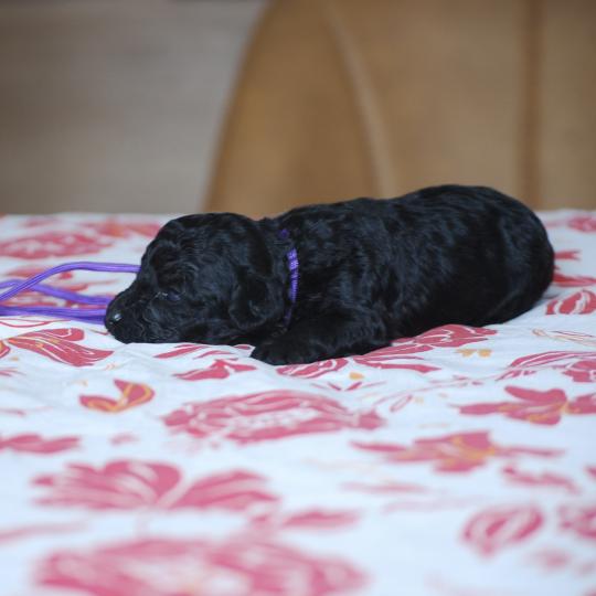chiot Caniche Noire Byzz col mauve Elevage zadatis  caniche , teckel