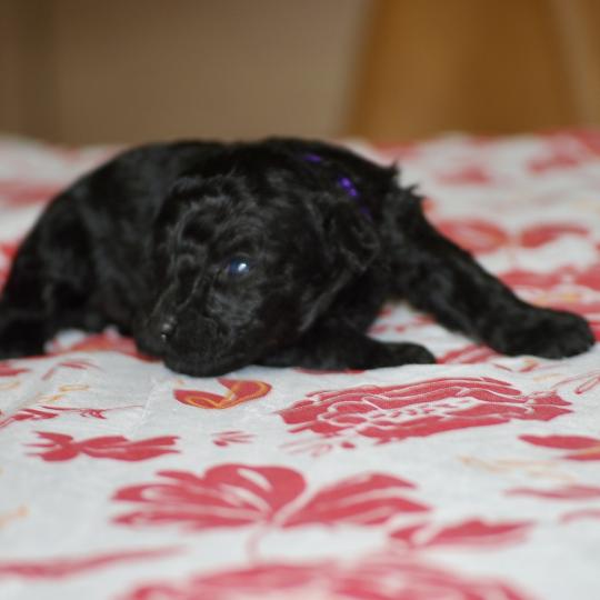 chiot Caniche Noire Byzz col mauve Elevage zadatis  caniche , teckel