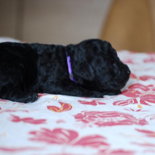 chiot Caniche Noire Byzz col mauve Elevage zadatis  caniche , teckel