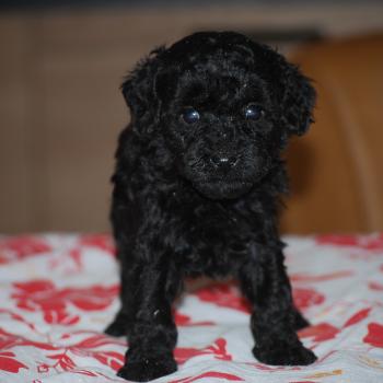 chiot Caniche Noire Byzz col mauve Elevage zadatis  caniche , teckel