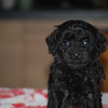 chiot Caniche Noire Byzz col mauve Elevage zadatis  caniche , teckel