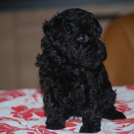 chiot Caniche Noire Byzz col mauve Elevage zadatis  caniche , teckel