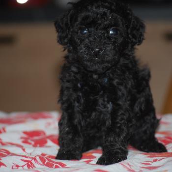 chiot Caniche Noire Byzz col mauve Elevage zadatis  caniche , teckel