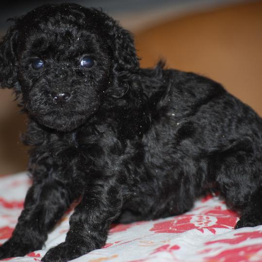 chiot Caniche Noire Byzz col mauve Elevage zadatis  caniche , teckel