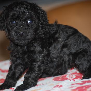 chiot Caniche Noire Byzz col mauve Elevage zadatis  caniche , teckel