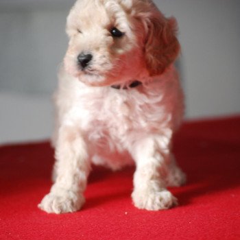 chiot Caniche Blanc Col noir Elevage zadatis  caniche , teckel