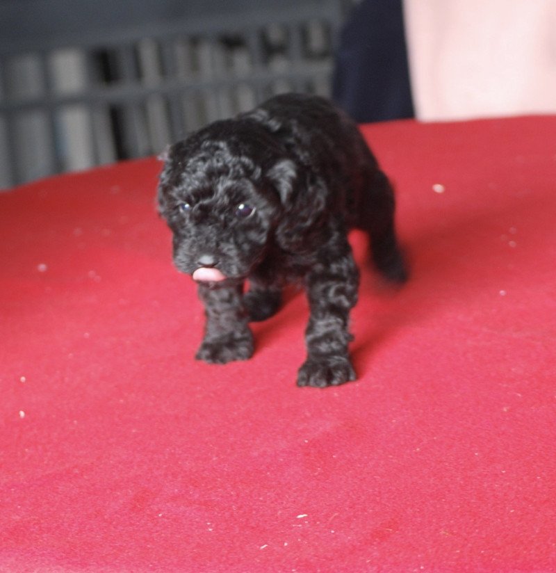 ZADATIS Altocollier gris Mâle Caniche