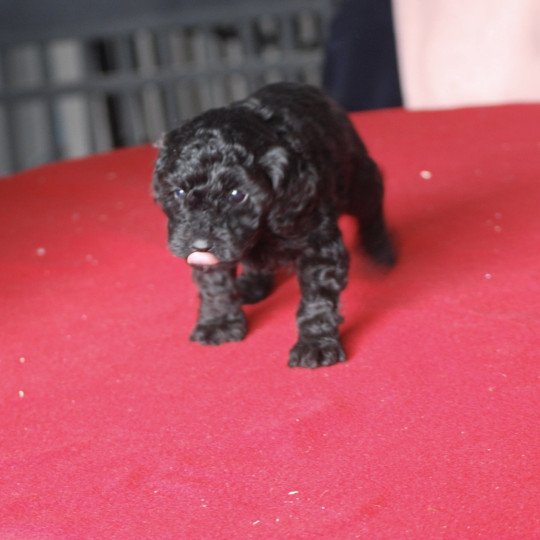 ZADATIS Arhold  collier gris Mâle Caniche