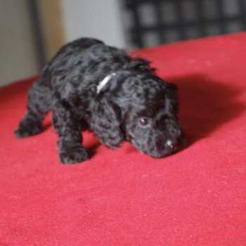 chiot Caniche Noir Col gris Elevage zadatis  caniche , teckel