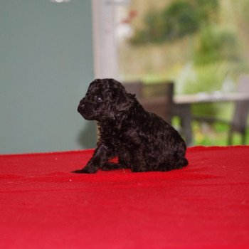 chiot Caniche Noire Pas de collier Elevage zadatis  caniche , teckel