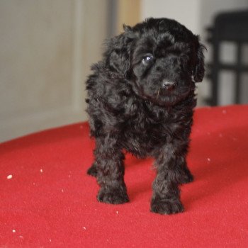 chiot Caniche Noire Pas de collier Elevage zadatis  caniche , teckel