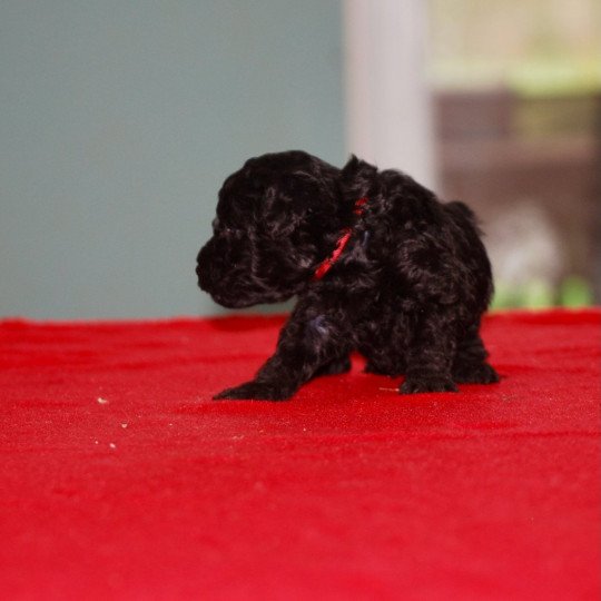 ZADATIS Atlas Col bordeaux Mâle Caniche