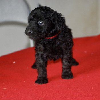 chiot Caniche Noir Atlas Col bordeaux Elevage zadatis  caniche , teckel