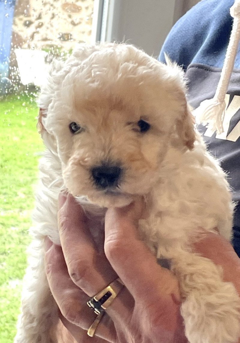 ZADATIS A . Candy col bleu Mâle Caniche