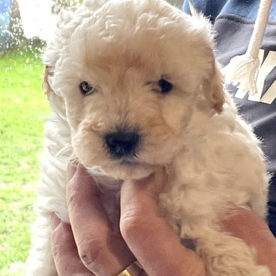 ZADATIS A . Candy col bleu Mâle Caniche