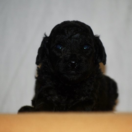 chiot Caniche Noire F2 rêve vizza Elevage zadatis  caniche  et staffie