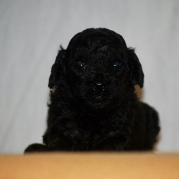 chiot Caniche Noire F2 rêve vizza Elevage zadatis  caniche  et staffie