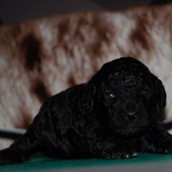 chiot Caniche Noire Fem 2 Elevage zadatis  caniche  et staffie