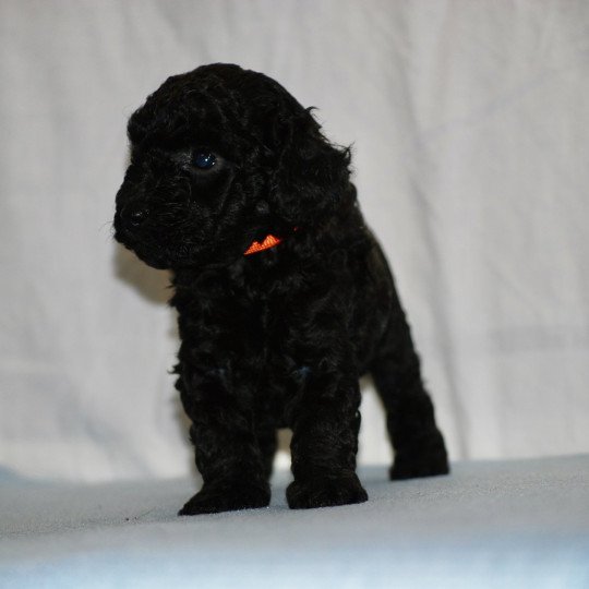 chiot Caniche Noire Fem 2 Elevage zadatis  caniche  et staffie