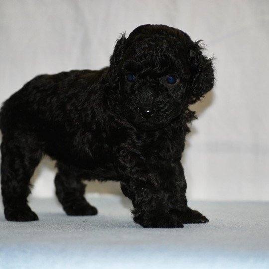 chiot Caniche Noire Fem 2 Elevage zadatis  caniche  et staffie