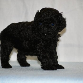 chiot Caniche Noire Fem 2 Elevage zadatis  caniche  et staffie