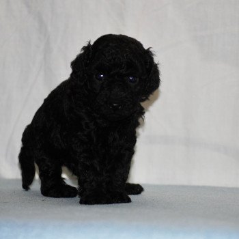 chiot Caniche Noire Fem 2 Elevage zadatis  caniche  et staffie