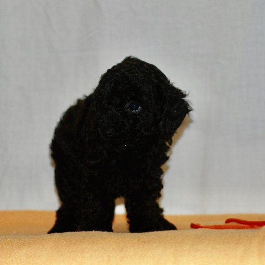 chiot Caniche Noire Fem 2 Elevage zadatis  caniche  et staffie