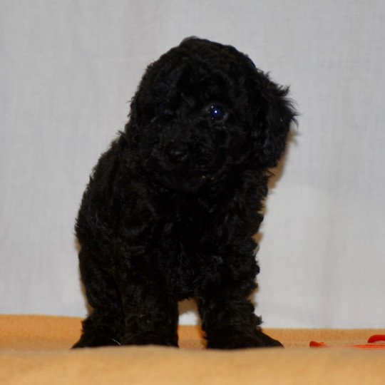 chiot Caniche Noire Fem 2 Elevage zadatis  caniche  et staffie