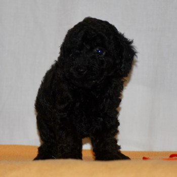 chiot Caniche Noire Fem 2 Elevage zadatis  caniche  et staffie