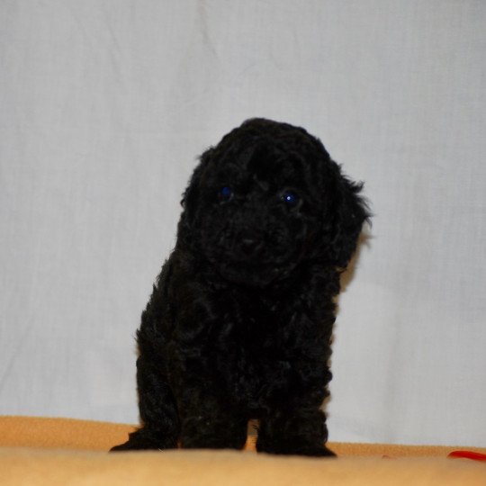 chiot Caniche Noire Fem 2 Elevage zadatis  caniche  et staffie