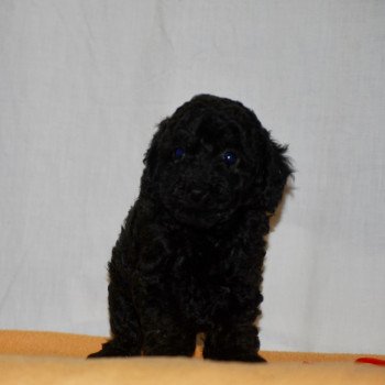 chiot Caniche Noire Fem 2 Elevage zadatis  caniche  et staffie