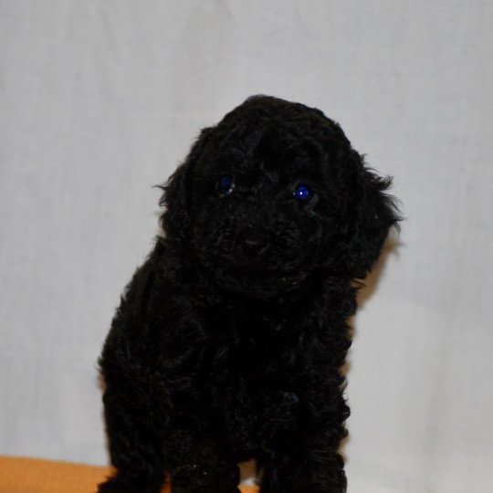 chiot Caniche Noire Fem 2 Elevage zadatis  caniche  et staffie