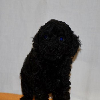 chiot Caniche Noire Fem 2 Elevage zadatis  caniche  et staffie